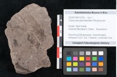 Foto (Objekt + Etikett) von Cassia pseudophaseolites Ettingshausen (NHMW-GEO-2024-0188-10193)